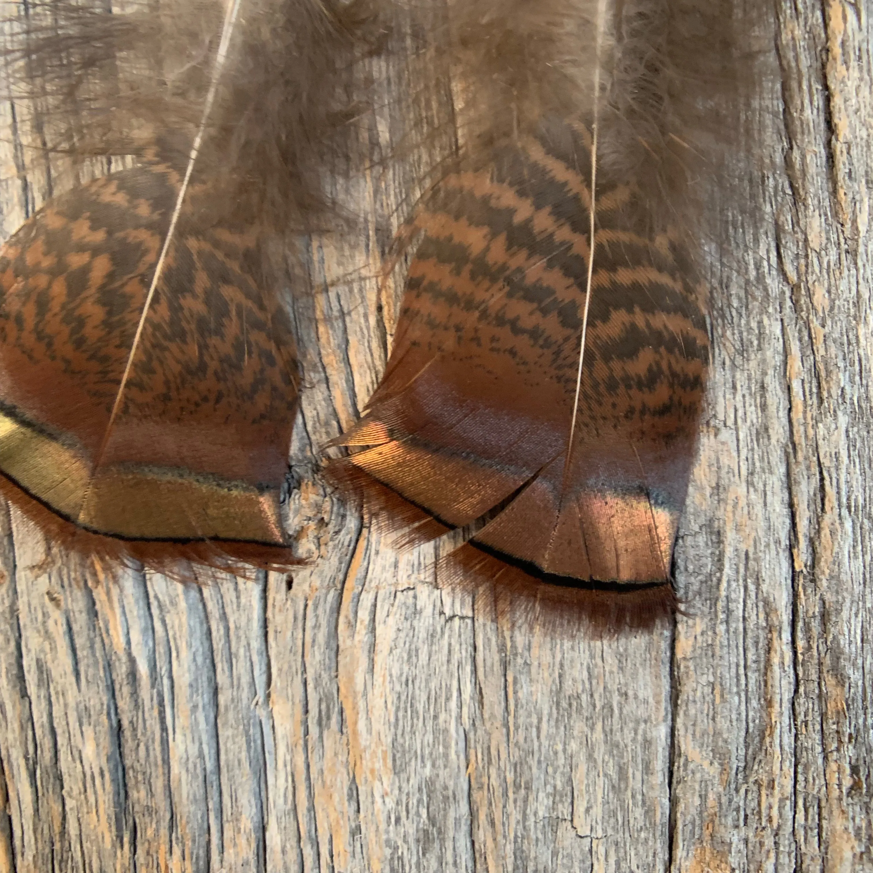 Tennessee Turkey Feather Earrings with Hammered Bronze Cap